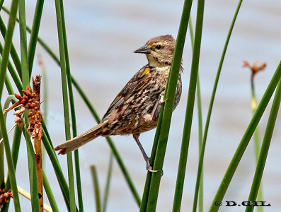 ALFÉREZ (Agelasticus thilius) - (Hembra) Humedales del Santa Lucía-MONTEVIDEO (Noviembre 2011)